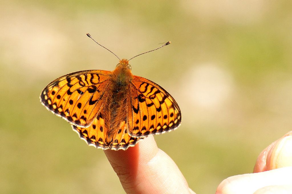 Argynnis adippe?